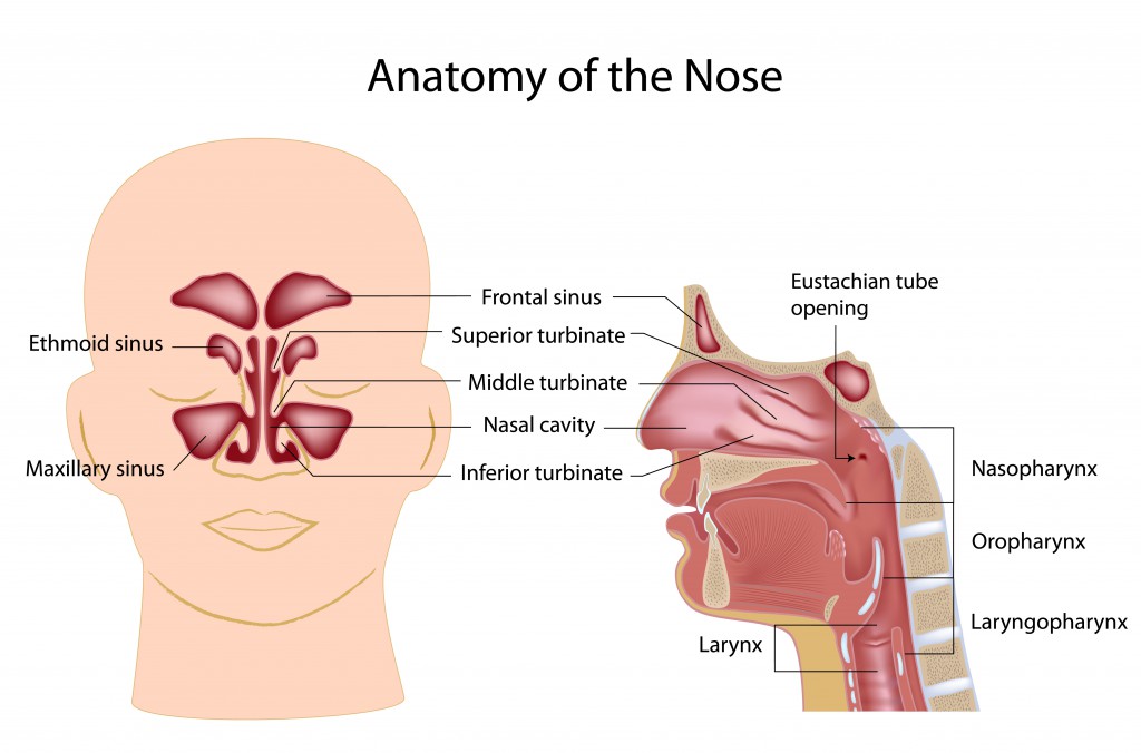Anatomy nose sinus 119606596