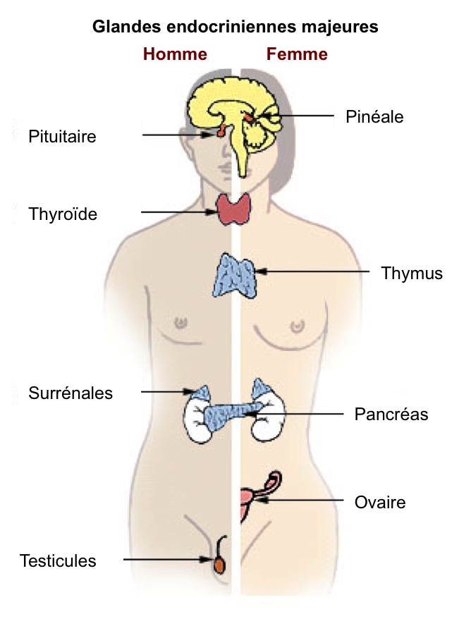 glandes endocrino majeures LABEL FOR REUSE WITH MODIFICATION Google 10 sept 2015