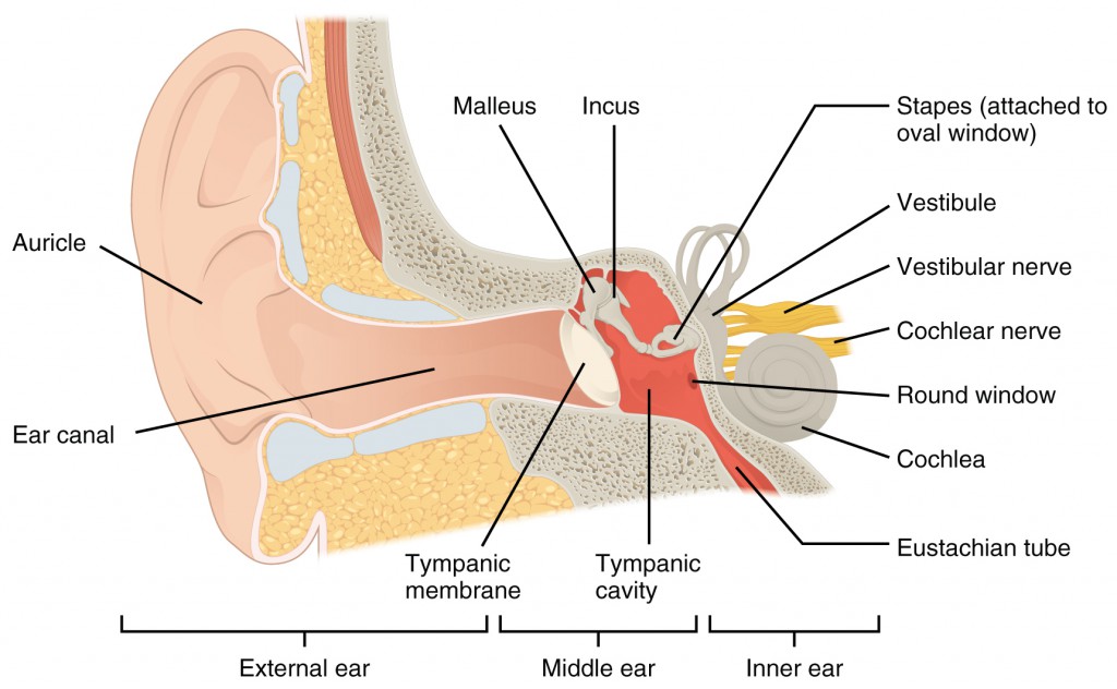 1404_The_Structures_of_the_Ear