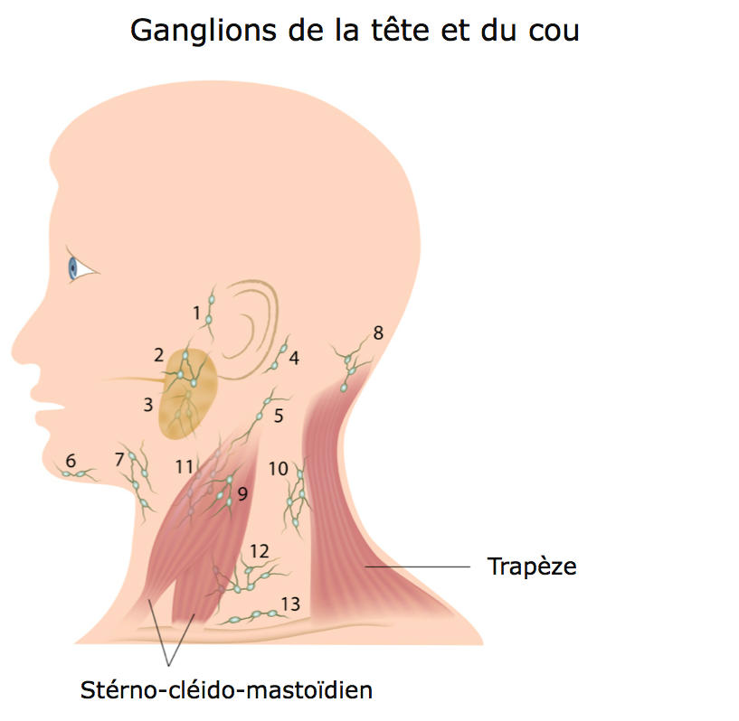 Ganglions cervicaux | Polyclinique Centre-Ville
