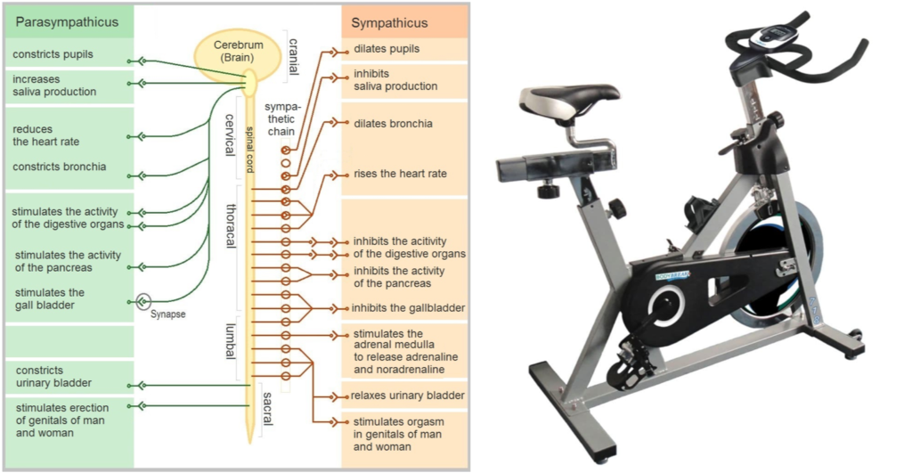 sym parsym velo