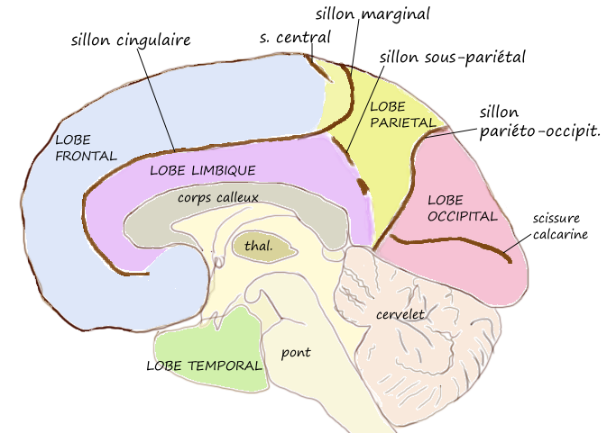 Lobe limbique