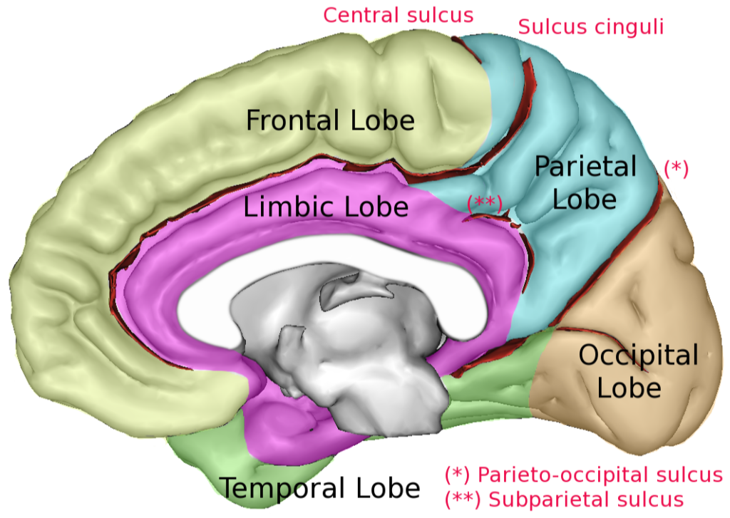 limbic lobe