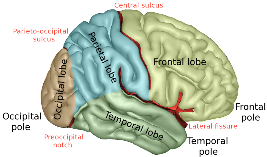 lobes cerveaux